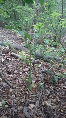 Himantoglossum comperianum