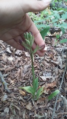 Himantoglossum comperianum