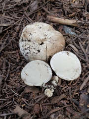 Handkea fumosa