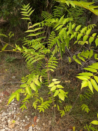 tree-of-heaven
