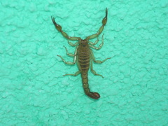 Vaejovis intermedius