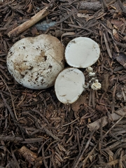 Handkea fumosa