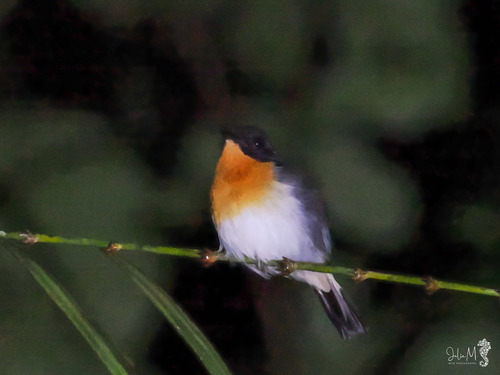 Ficedula dumetoria observed 2026-08-01