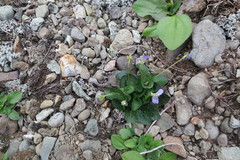 Viola sacchalinensis