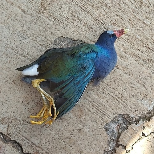 Purple Gallinule