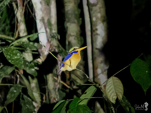 Rufous-collared Kingfisher