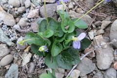 Viola sacchalinensis