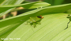 Acanthosoma labiduroides