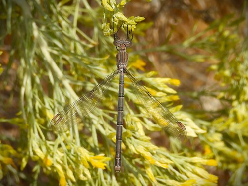 California Spreadwing