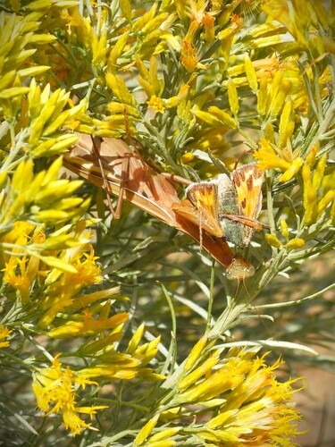 European Mantis
