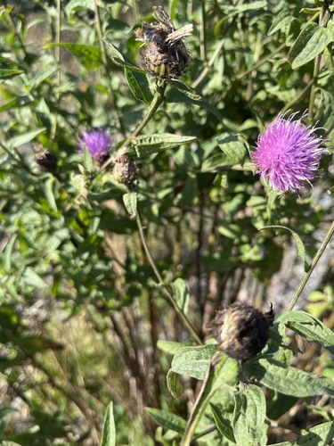 black knapweed