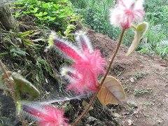 Columnea minor