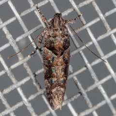 Telphusa perspicua