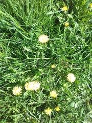 Taraxacum officinale