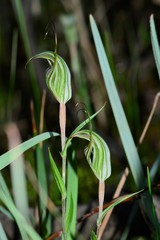 Pterostylis striata