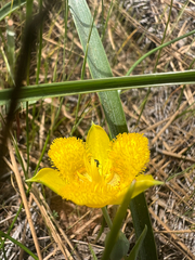 author not stated, no rights reserved Calochortus monophyllus, photograph author not stated, no rights reserved