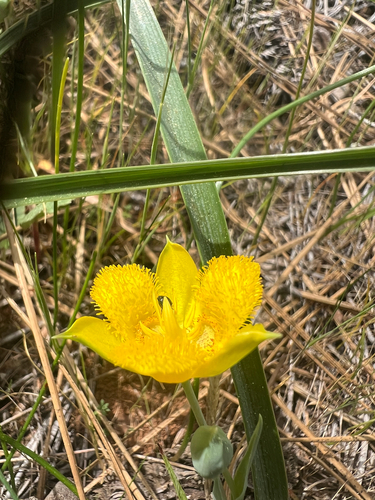 Calochortus monophyllus, photograph 6