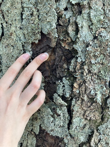 Betula nigra, photograph 6