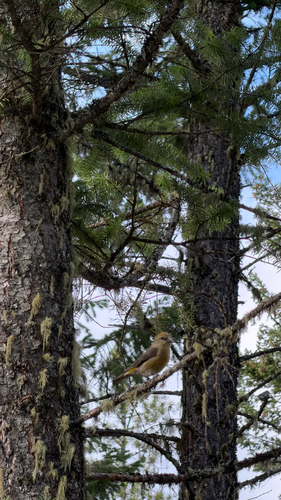 Red Crossbill