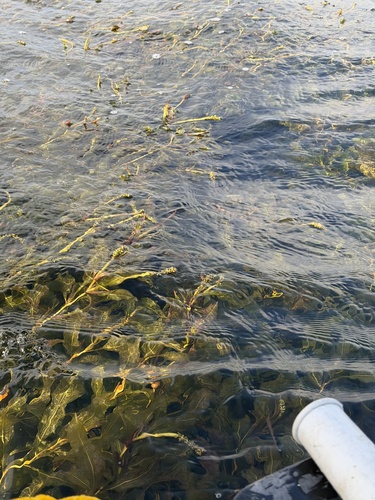 Potamogeton lucens, photograph 6