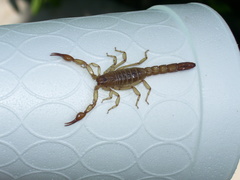 Vaejovis intermedius