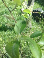 Salix caprea