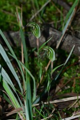 Pterostylis striata
