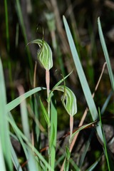 Pterostylis striata