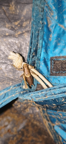 Dark Bush-cricket