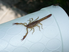 Vaejovis intermedius