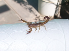 Vaejovis intermedius