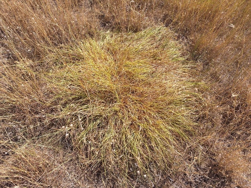Chrysopogon gryllus