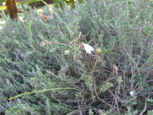 Autumn snowflake (Acis autumnalis)