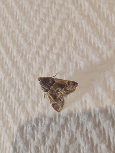 Meal moth