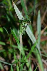 Pterostylis striata