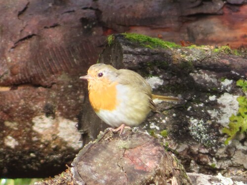 European Robin