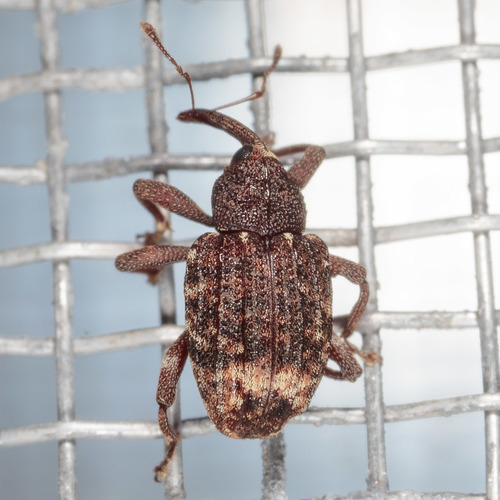 Oak Curculio photo 4
