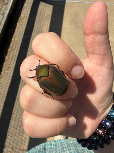 Common Green June Beetle