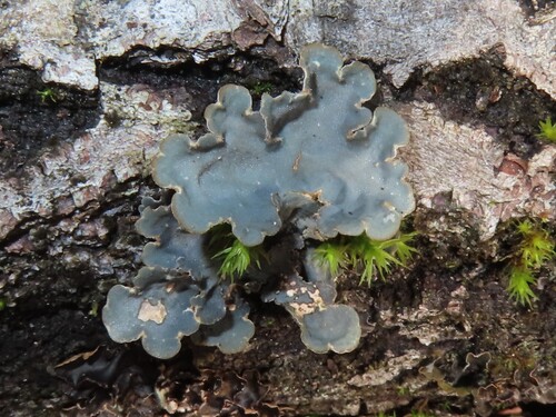 Textured Lung Lichen