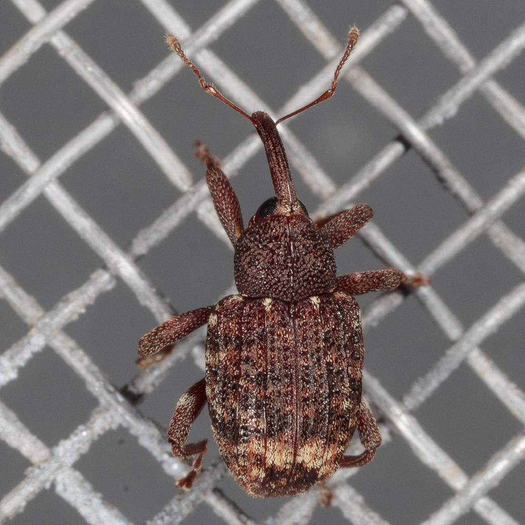 Oak Curculio