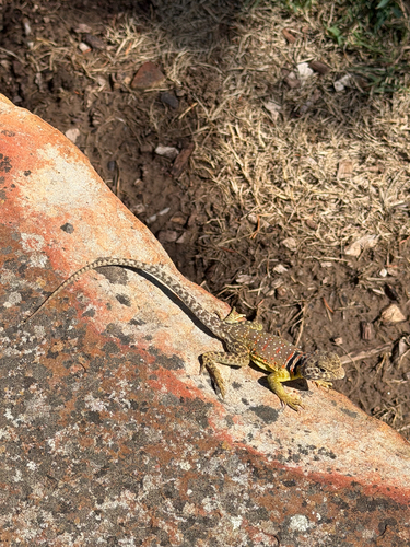 Eastern Collared Lizard