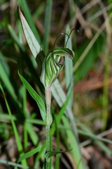 Pterostylis striata