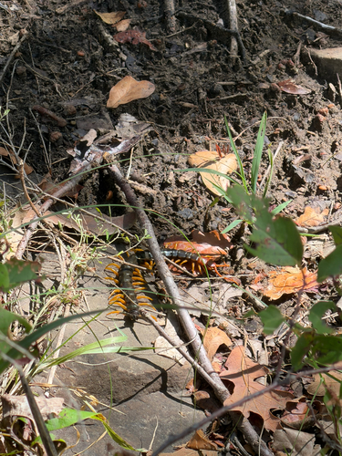 Giant Desert Centipede