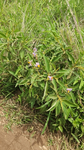 Solanum campylacanthum, photograph 4