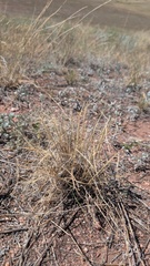Elymus elymoides, photograph author not stated, no rights reserved