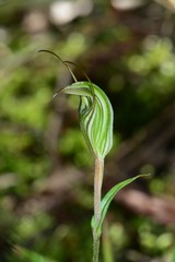 Pterostylis striata
