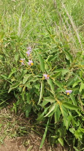 Solanum campylacanthum, photograph 3