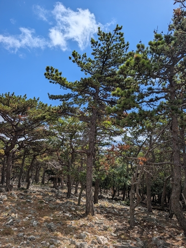 black pine