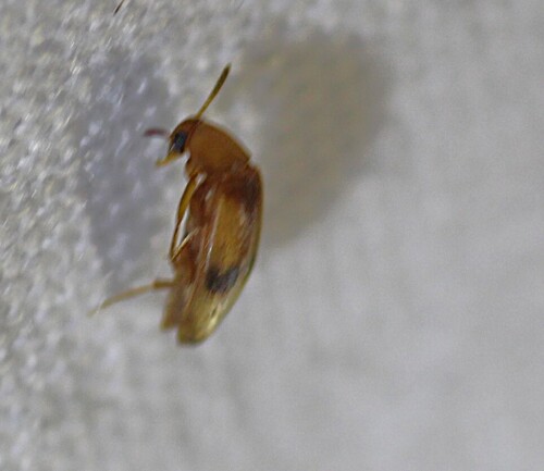 Three-banded False Flower Beetle