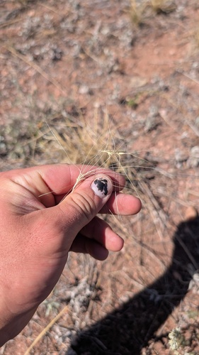 Elymus elymoides, photograph 5